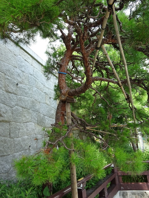 DSC-WX350845.JPG
