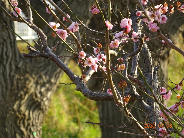 DSC08377.JPG