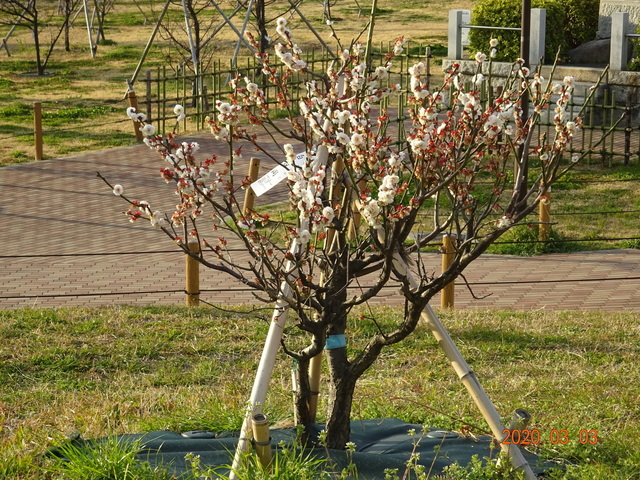 DSC08378.JPG